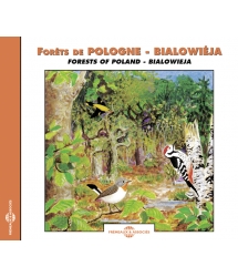 Forêts de Pologne - Bialowiéja