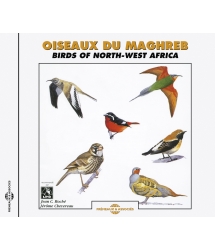 OISEAUX DU MAGHREB