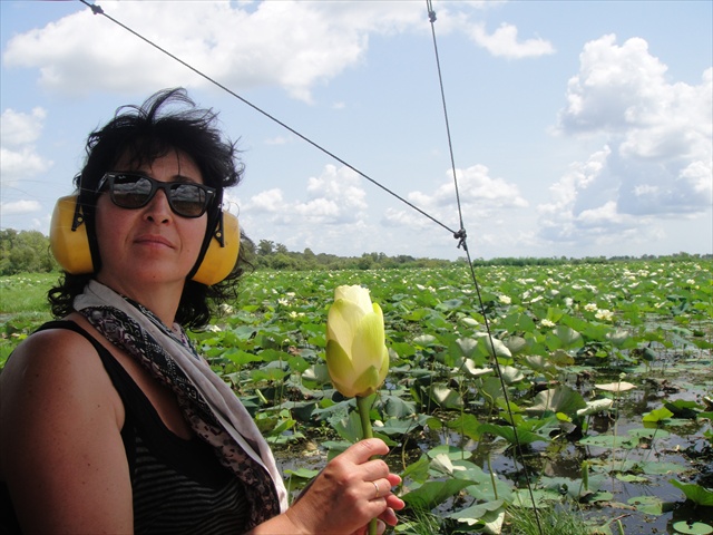 bayou_pays_cajun__champs_de_nnuphars_a_perte_de_vue_on_notera_que_la_fleur_est_raccord_avec_le_casque_anti_bruit_obligatoire_pour_lair_boat.jpg